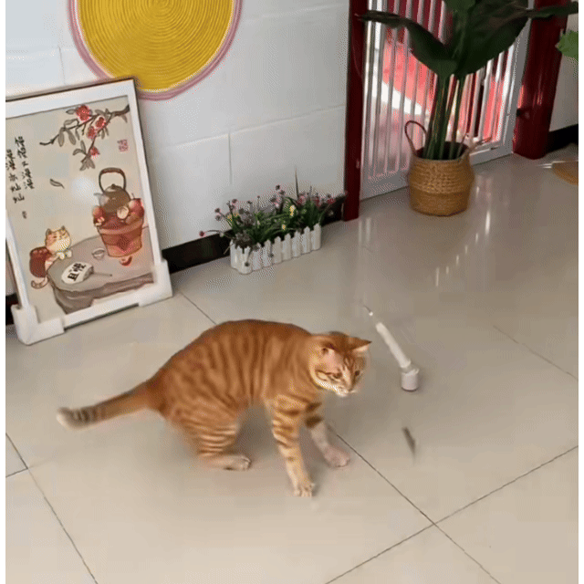 Cat Buddy