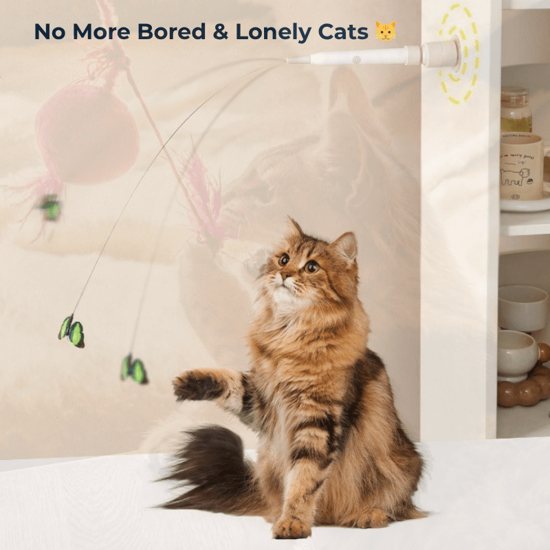 Cat Buddy