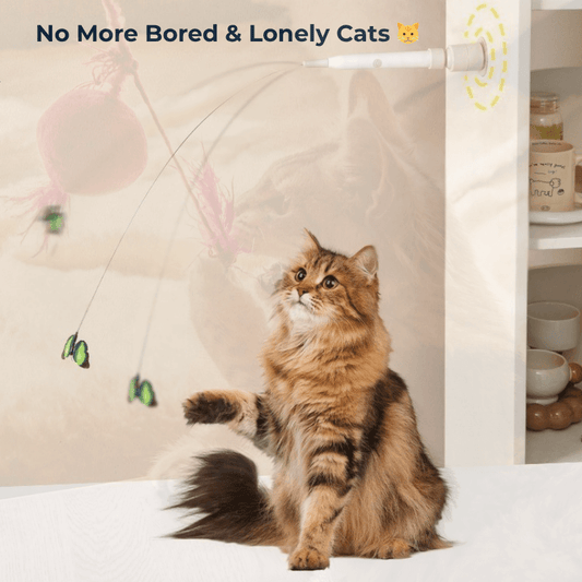 Cat Buddy