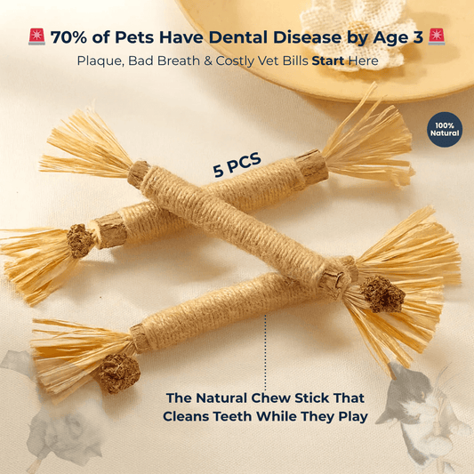 Chew Clean