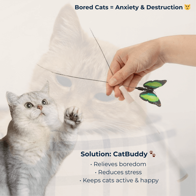 Cat Buddy
