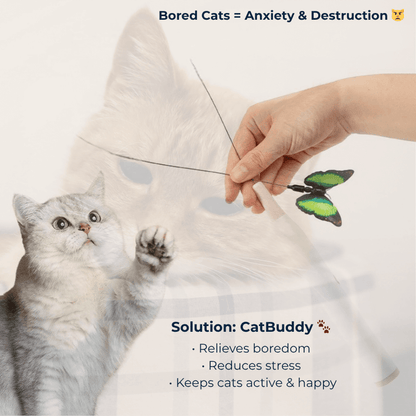 Cat Buddy