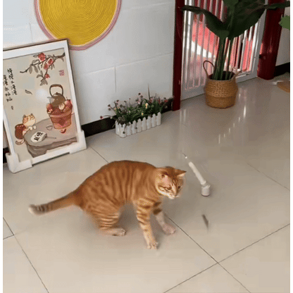 Cat Buddy